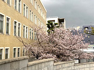 マイアミとの交流